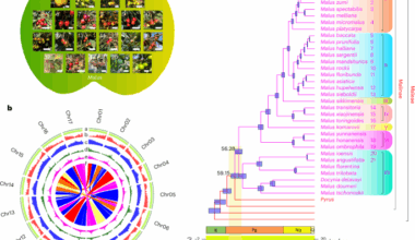 Pan-genome analysis reveals the evolution and diversity of Malus
