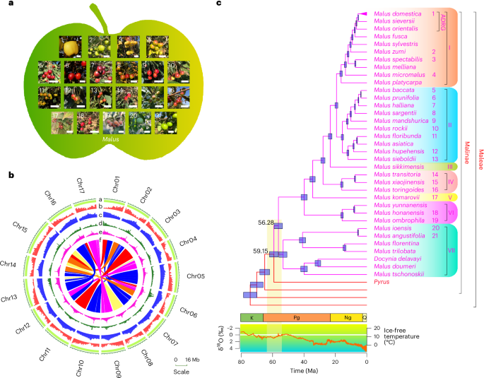 Pan-genome analysis reveals the evolution and diversity of Malus