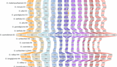 Oryza genome evolution through a tetraploid lens