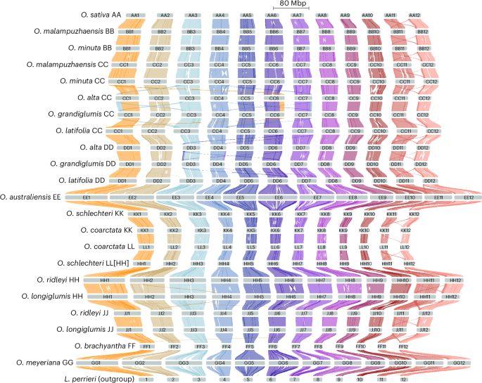 Oryza genome evolution through a tetraploid lens