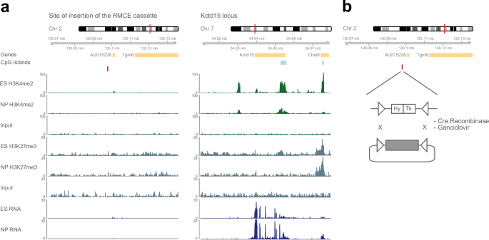 Author Correction: Identification of genetic elements that autonomously determine DNA methylation states