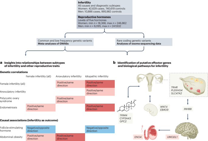 Genetic insights into infertility from large-scale analyses