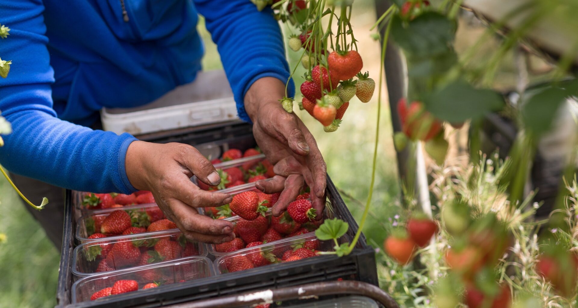 UK government should produce a horticultural strategy, says think-tank