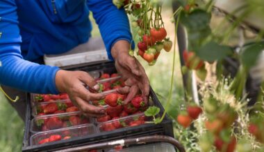 UK government should produce a horticultural strategy, says think-tank