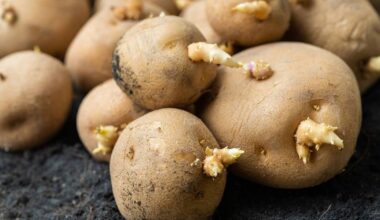 Seed potatoes in short supply as Brexit trade challenges continue