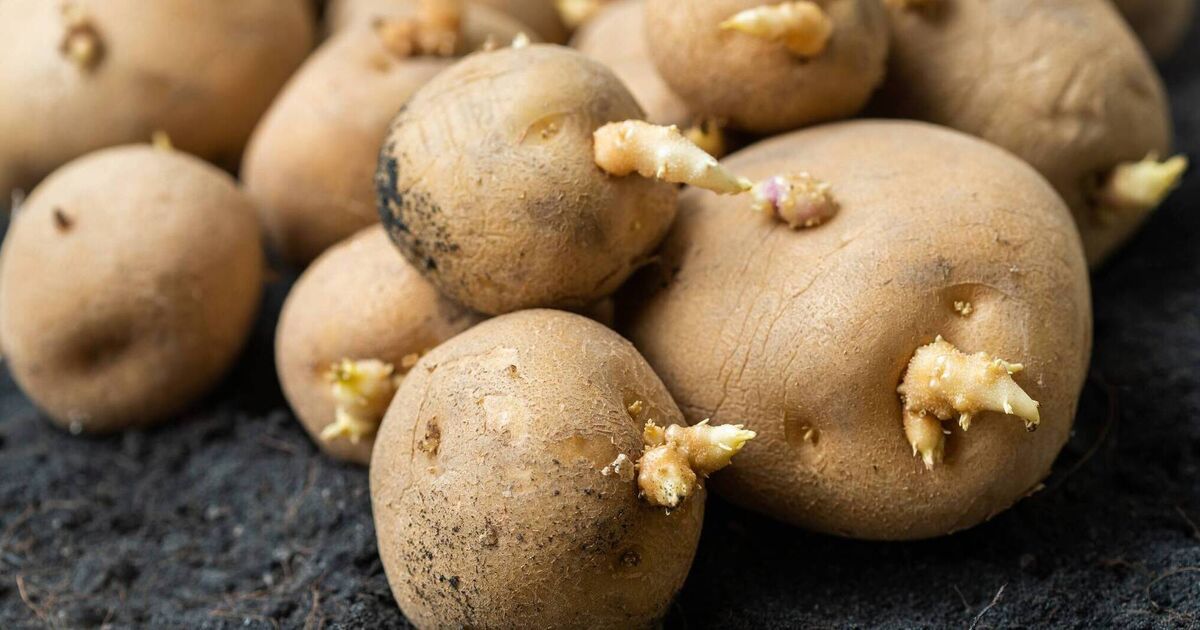 Seed potatoes in short supply as Brexit trade challenges continue