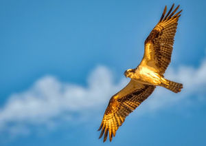 Osprey in flight at Attingham Park.