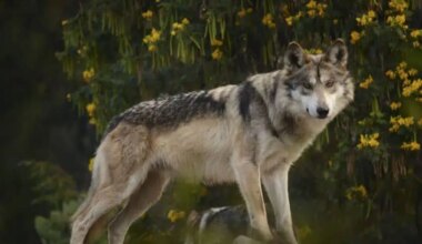 Mexican wolf conservationists see a challenging road ahead
