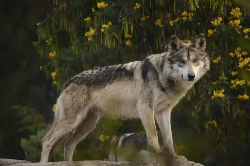 Mexican wolf conservationists see a challenging road ahead