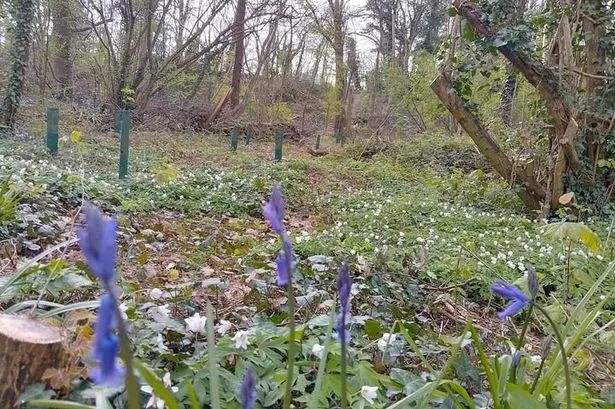Ridge Wood in Chipping Sodbury