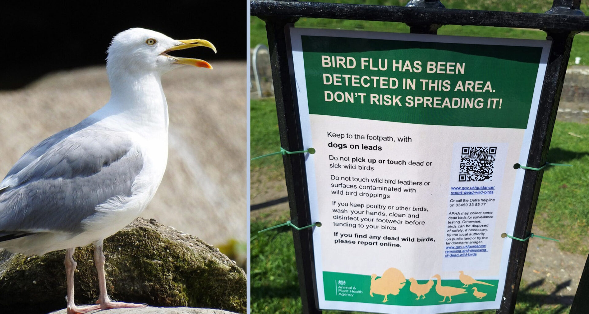 Dogs at risk as Wiltshire Council confirm dead seagull had bird flu