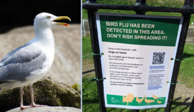 Dogs at risk as Wiltshire Council confirm dead seagull had bird flu