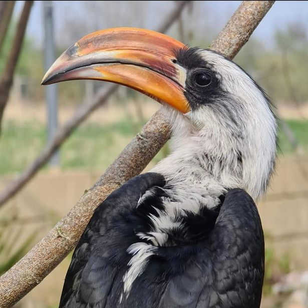 The happy couple have moved into Fife Zoo's separation aviary