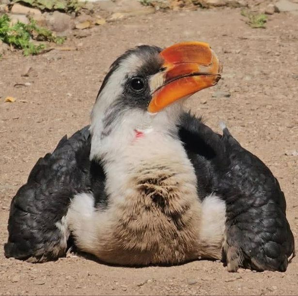 Zazu has finally found love
