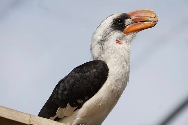 Zazu broke both his upper and then lower beak in separate accidents in 2023