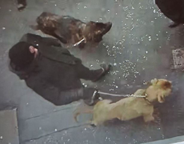 The man connected to the robbery had two large dogs