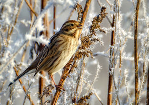 Reed Bunting taken at Venus Pool Reserve.