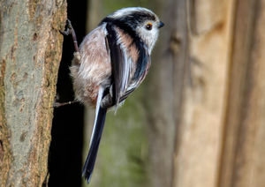 A Long Tailed Tit.