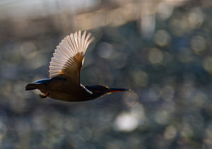 Kingfisher in flight at Venus Pool Reserve.