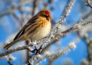 Redpoll on a frosty morning.