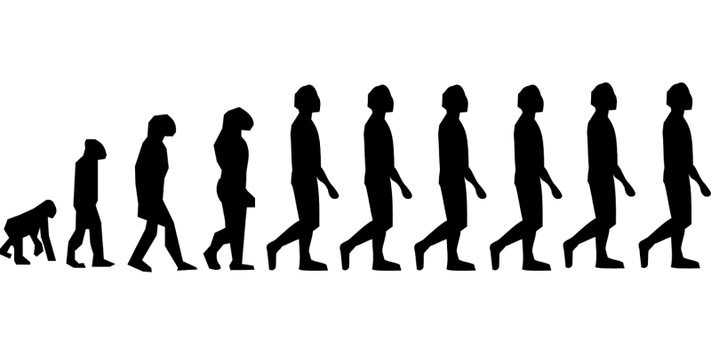 human evolution