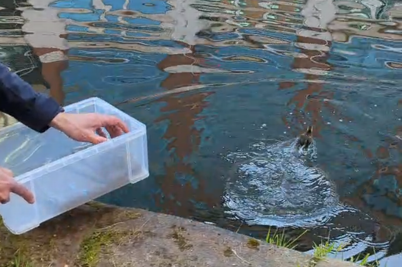 RSPCA animal rescue officer, Baljit Dhamia, reunited the four ducklings with their mum