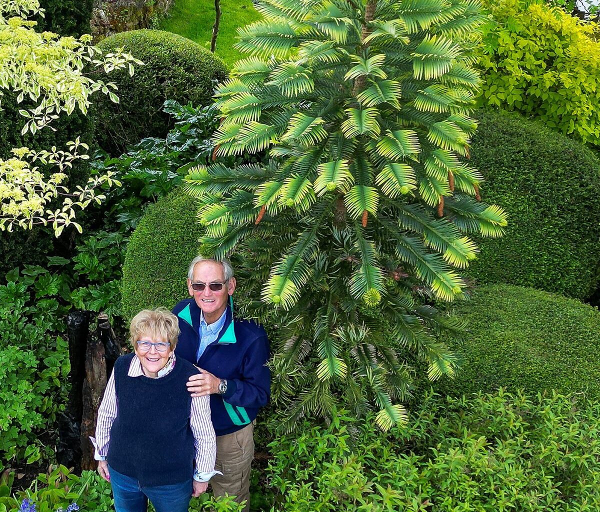 Pamela and Alistair Thompson from Wichenford with their Wollemi pine.