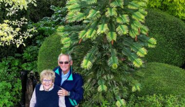Pamela and Alistair Thompson from Wichenford with their Wollemi pine.