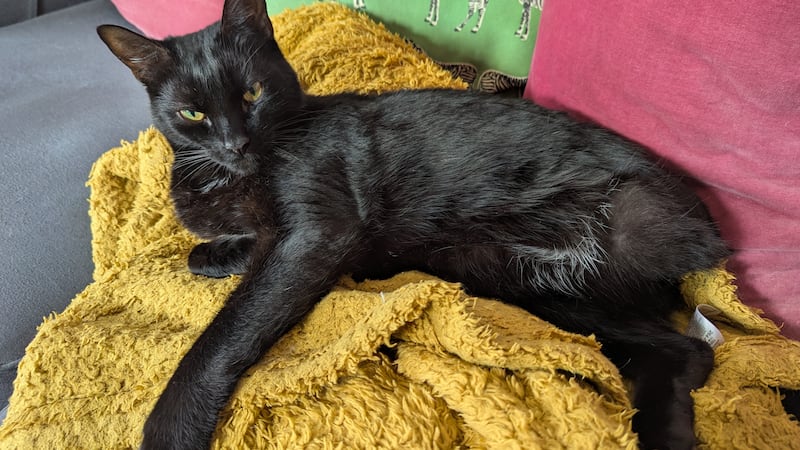 Cat who made it home after being hit by train recovers from major surgery