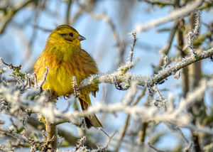A Yellowhammer taken at Venus Pool Reserve.