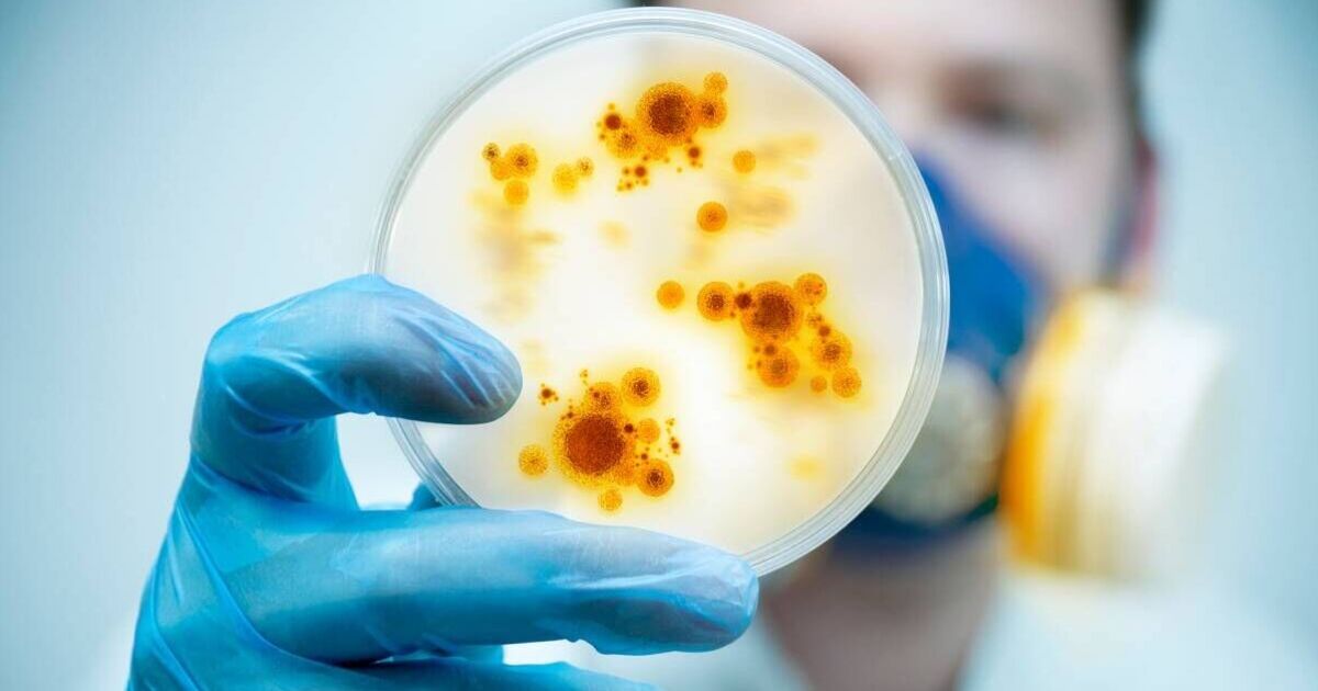 Alert as UK hospital outbreaks linked to 'rapidly emerging' fungal infection | UK | News