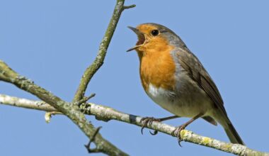Robins will thrive in your garden if 4 foods are left on bird feeders