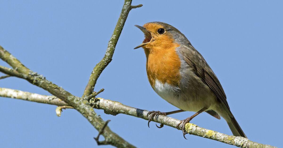 Robins will thrive in your garden if 4 foods are left on bird feeders