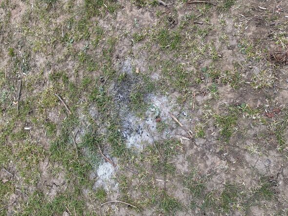 Grass damaged by a bonfire