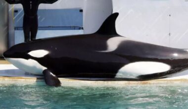 France: Two orcas and 12 dolphins stuck as Marineland closes down | World | News