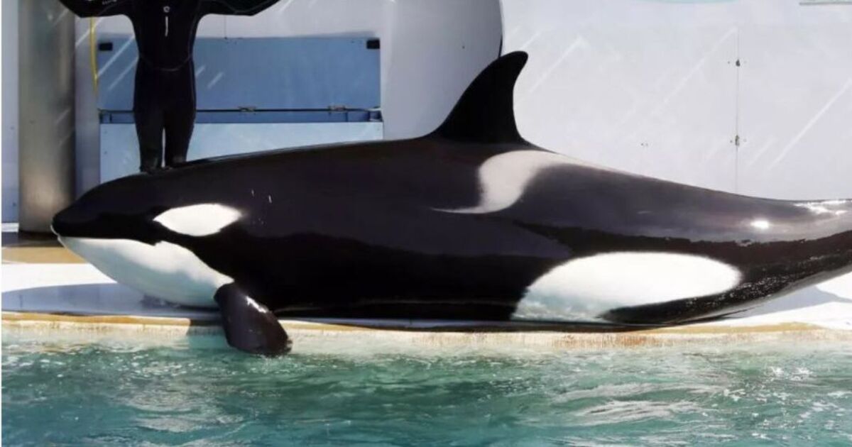 France: Two orcas and 12 dolphins stuck as Marineland closes down | World | News