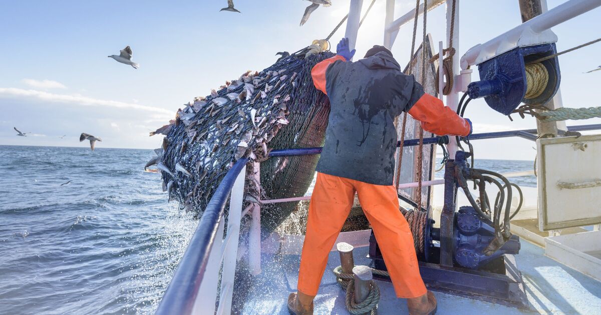 Brexit fishing row as Belgian trawlermen arrested in UK waters - 'Treated like criminals' | UK | News