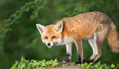 Foxes will run away from your garden if you leave 3 things outside