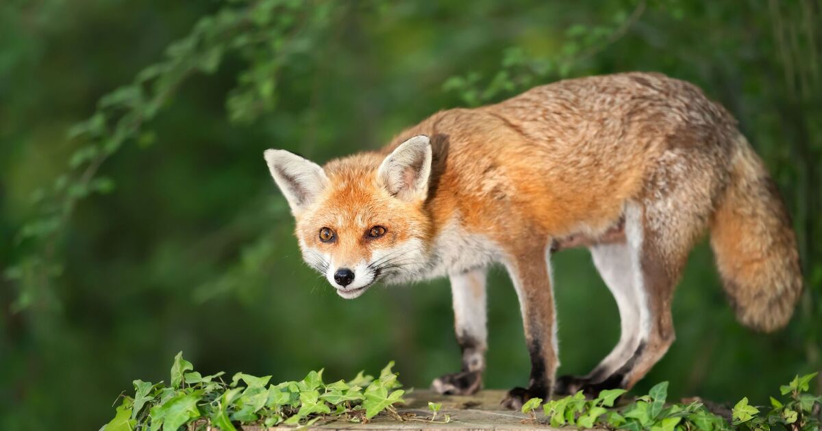 Foxes will run away from your garden if you leave 3 things outside