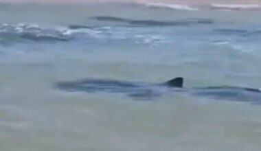 Diver missing after horror shark attack in the Med | World | News