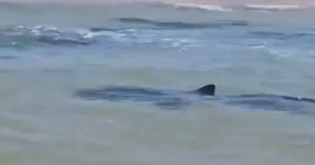 Diver missing after horror shark attack in the Med | World | News