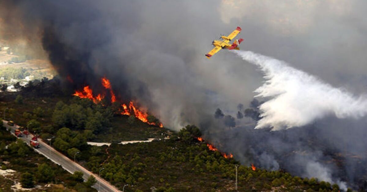 Majorca’s forest fires a ‘ticking time bomb’ | World | News
