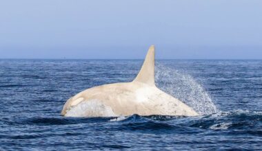 Whale of a surprise: rare white orca makes a splash | UK | News