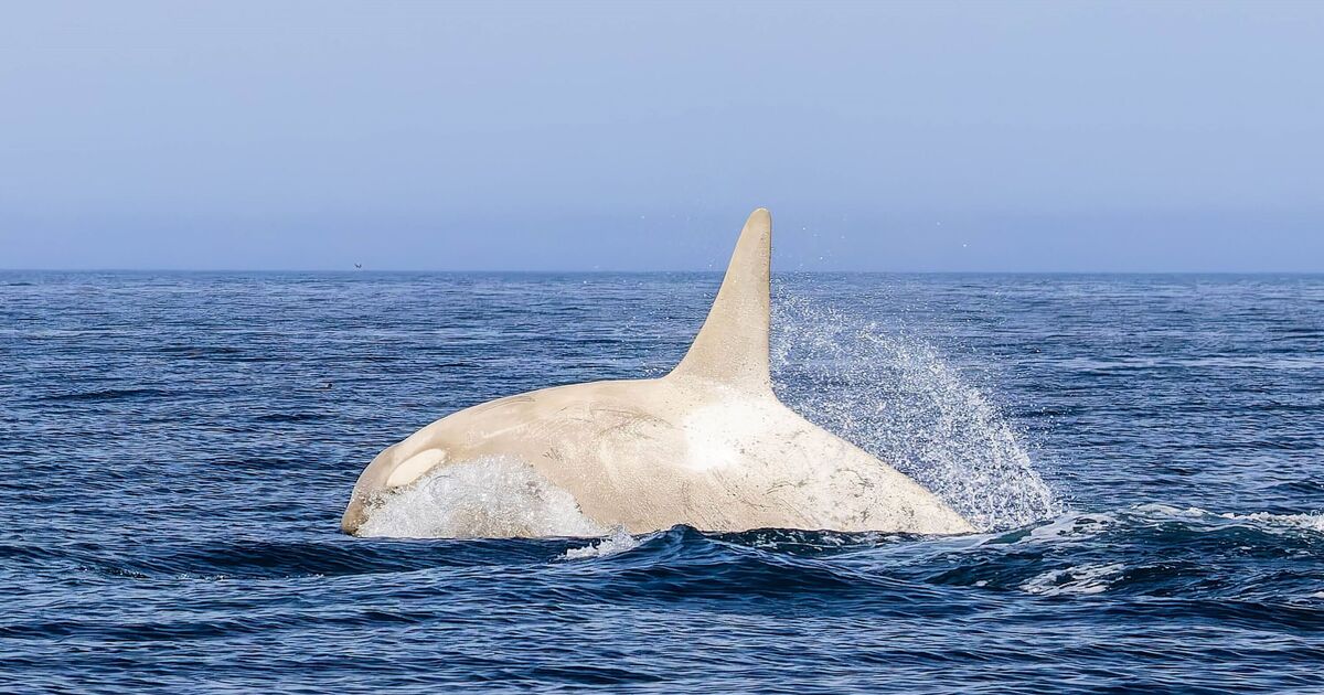 Whale of a surprise: rare white orca makes a splash | UK | News