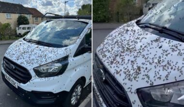 Pub goers rush for cover as a swarm of 3000 bees interrupt their pints | UK | News