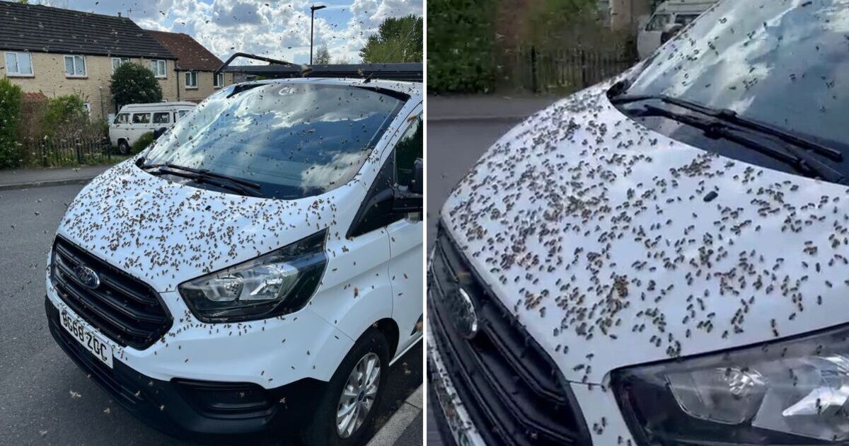 Pub goers rush for cover as a swarm of 3000 bees interrupt their pints | UK | News