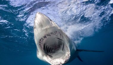 Warning to tourists after rise in shark attacks | World | News
