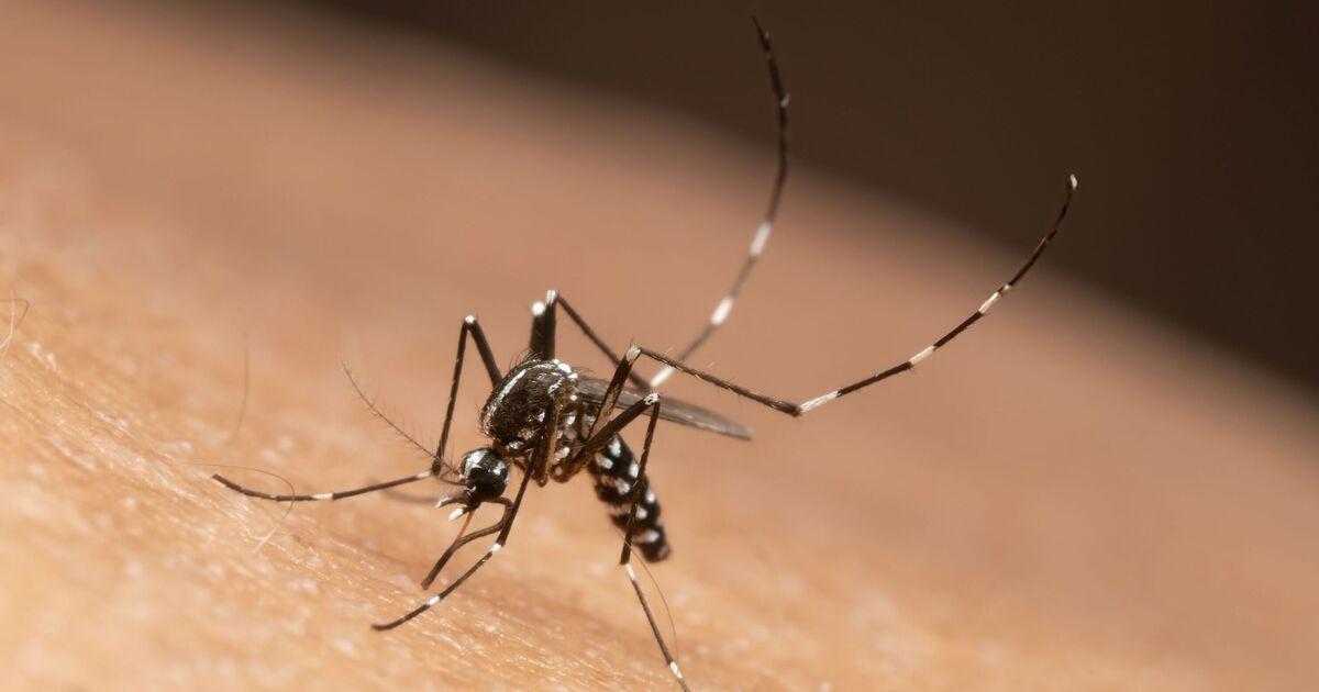 Deadly disease spread by blood-sucking insect ‘could erupt into pandemic’ say scientists | World | News