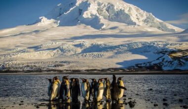 Photos of Wildlife on Heard and McDonald Islands Hit With Trump Tariff
