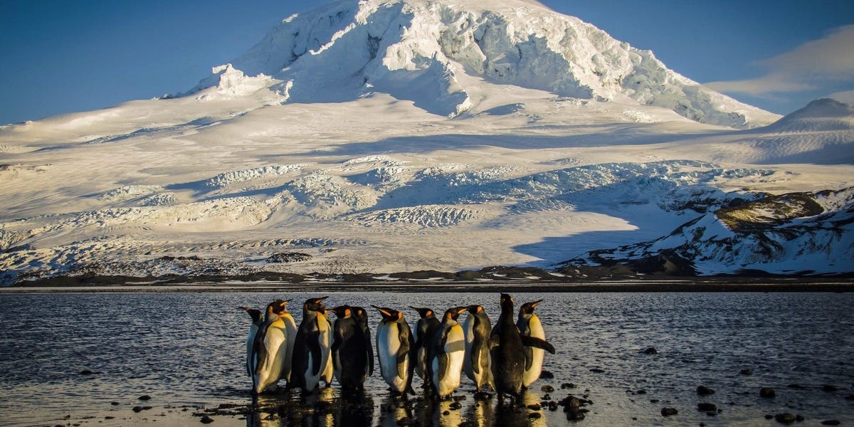 Photos of Wildlife on Heard and McDonald Islands Hit With Trump Tariff